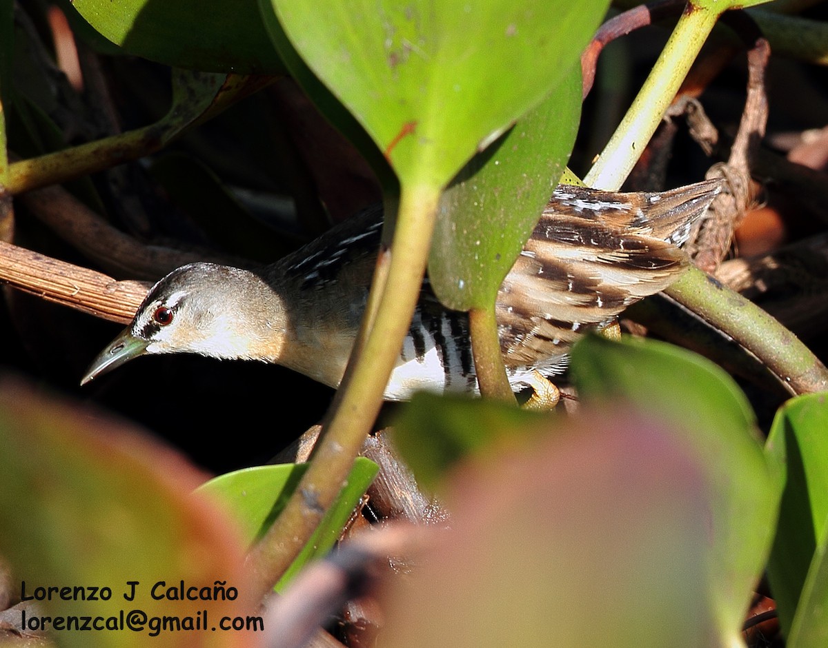 Yellow-breasted Crake - ML189668461