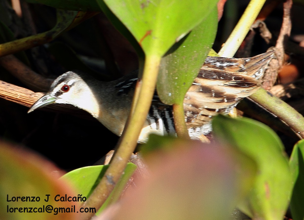 Yellow-breasted Crake - ML189668511