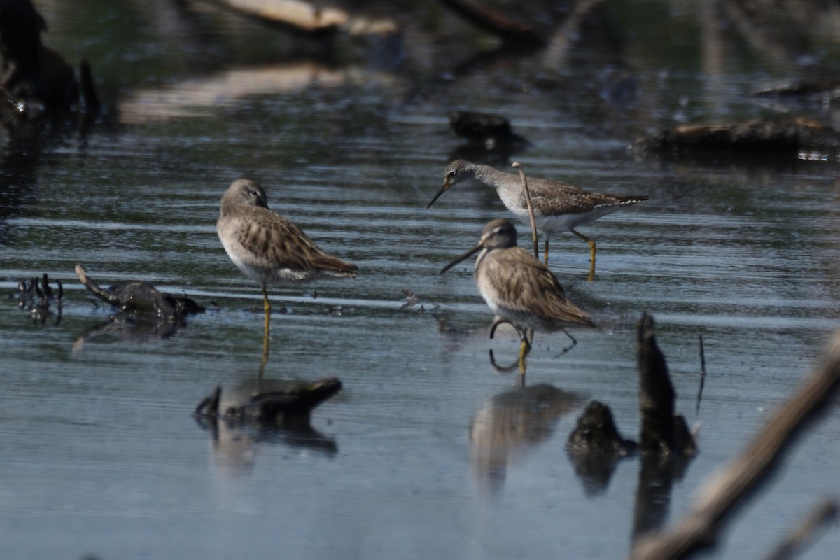 Short-billed Dowitcher - ML189668811