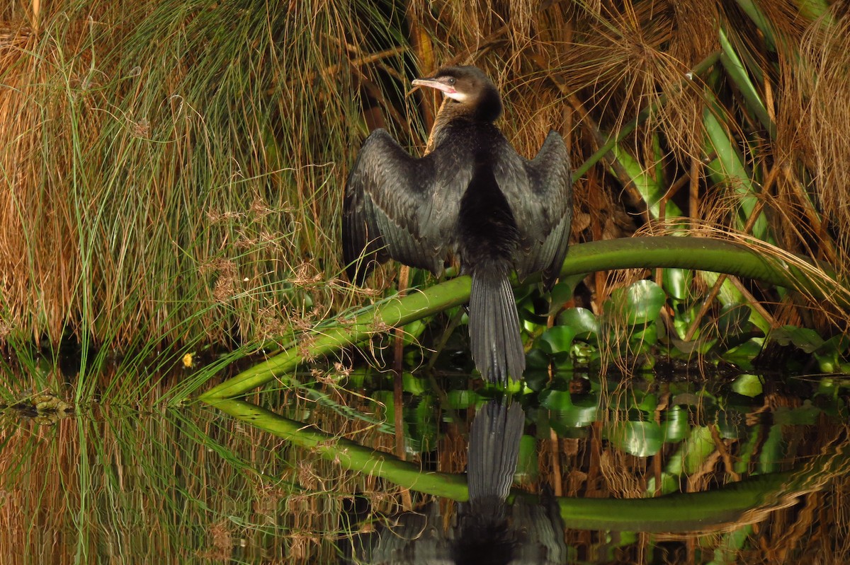 Long-tailed Cormorant - ML189668821
