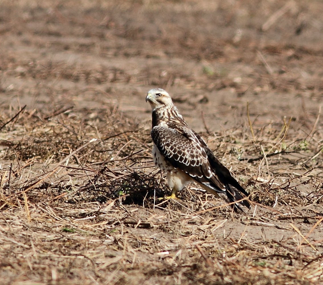 Swainson's Hawk - ML189670551