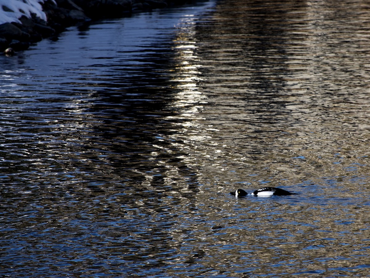 Barrow's Goldeneye - ML189671641