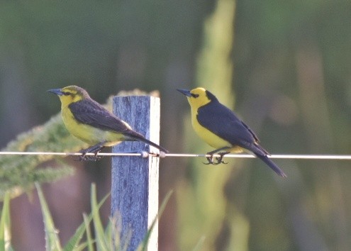 Saffron-cowled Blackbird - ML189672571