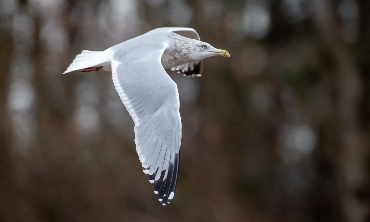 Herring Gull (American) - Chris Wood