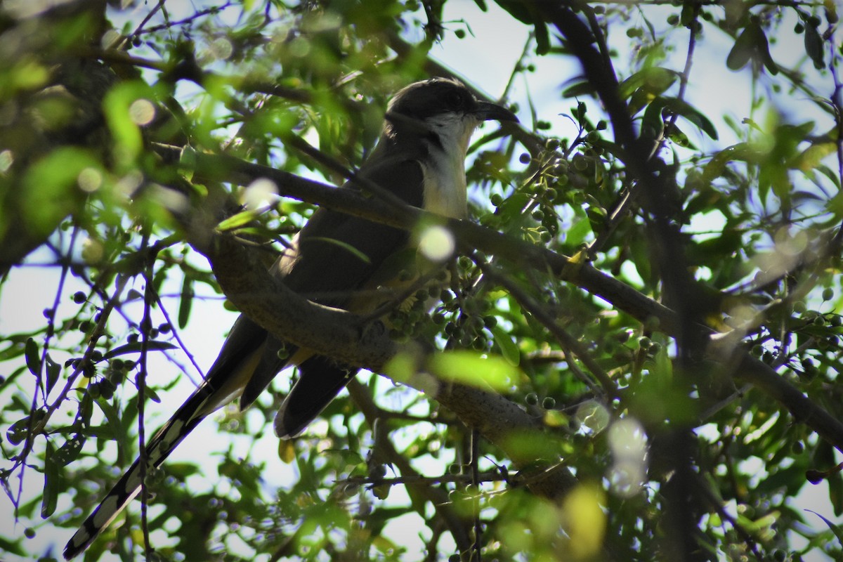 Dark-billed Cuckoo - ML189673401