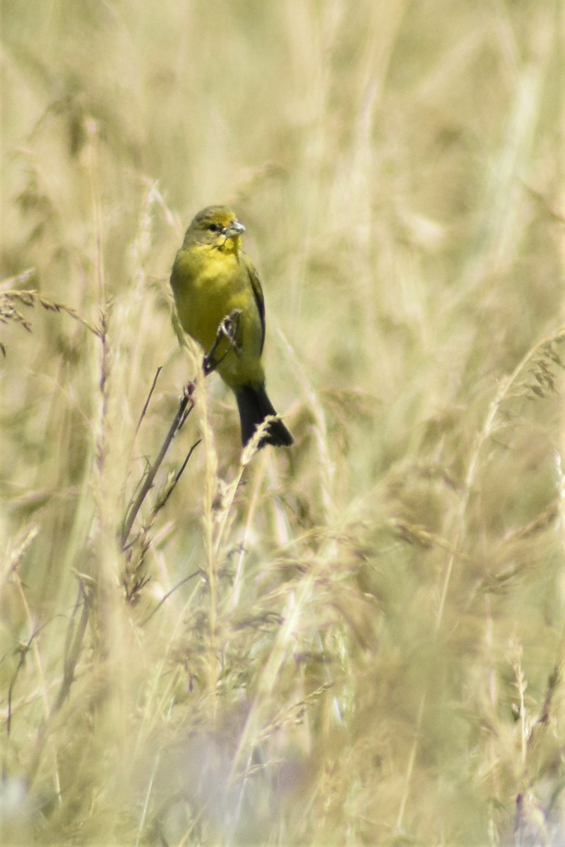 Grassland Yellow-Finch - ML189674531
