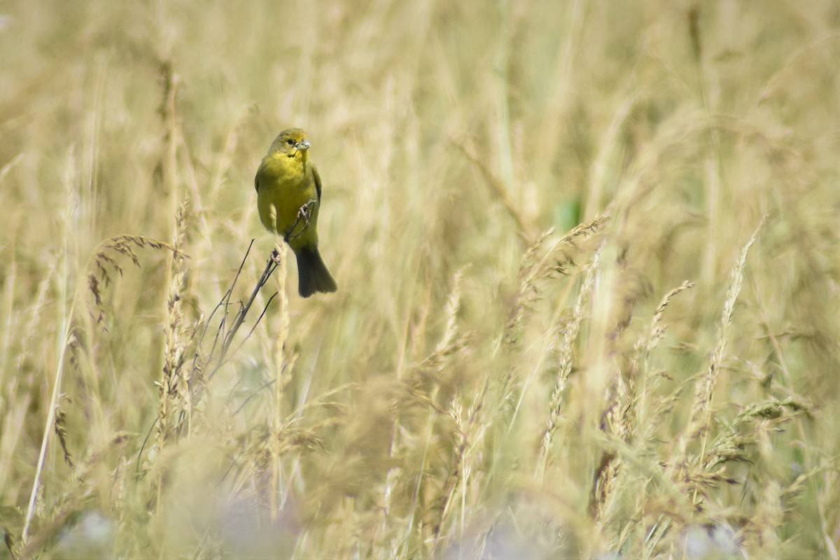 Grassland Yellow-Finch - ML189674581