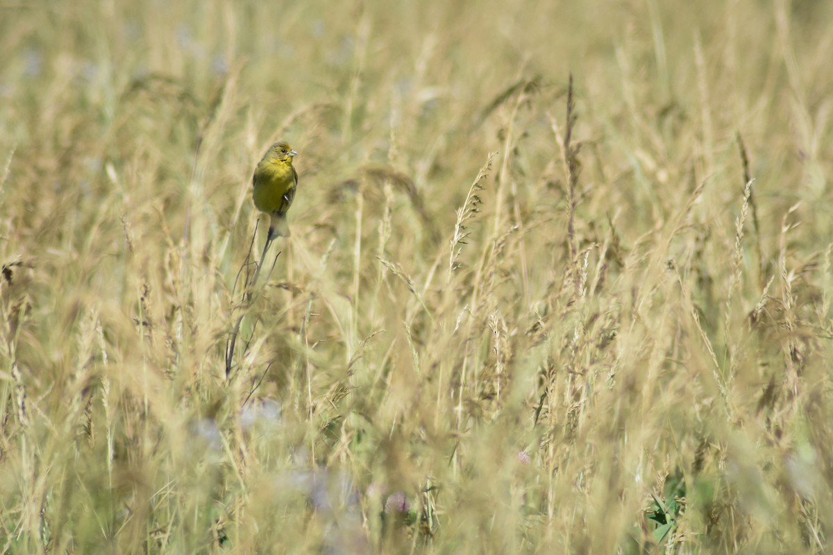 Grassland Yellow-Finch - ML189674611