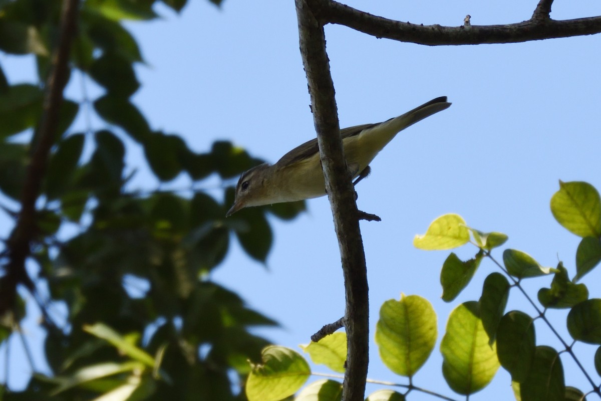 Warbling Vireo - ML189674681