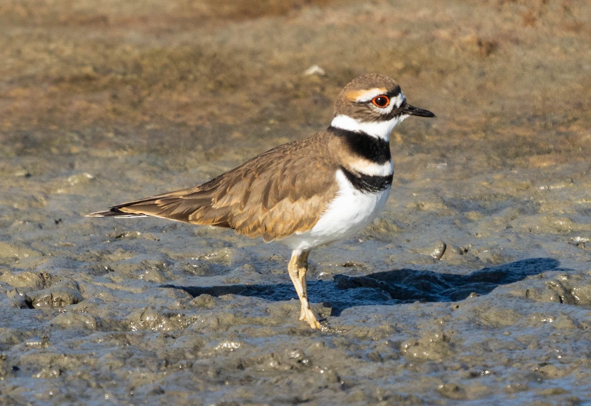 Killdeer - David C