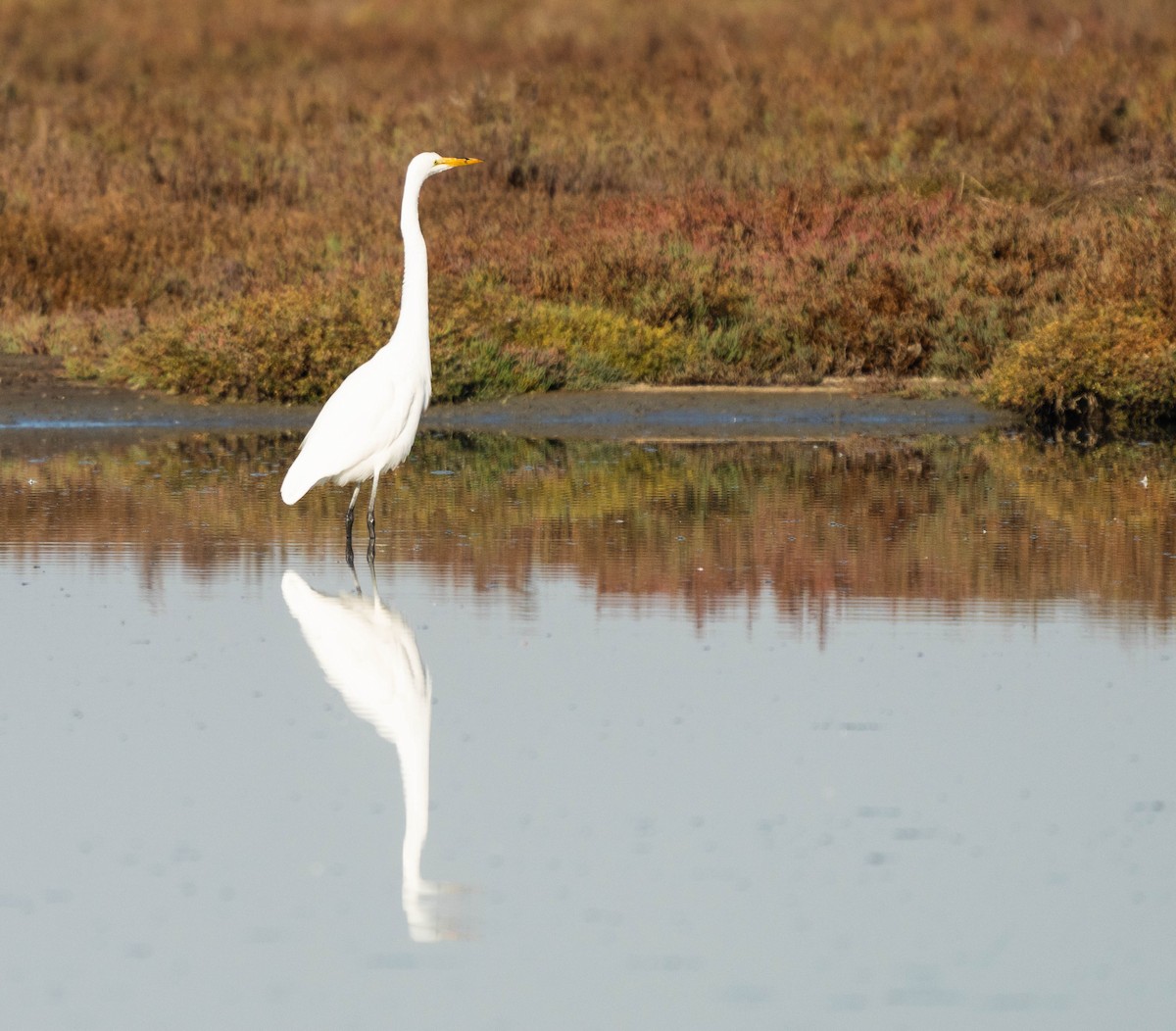 Great Egret - ML189675751