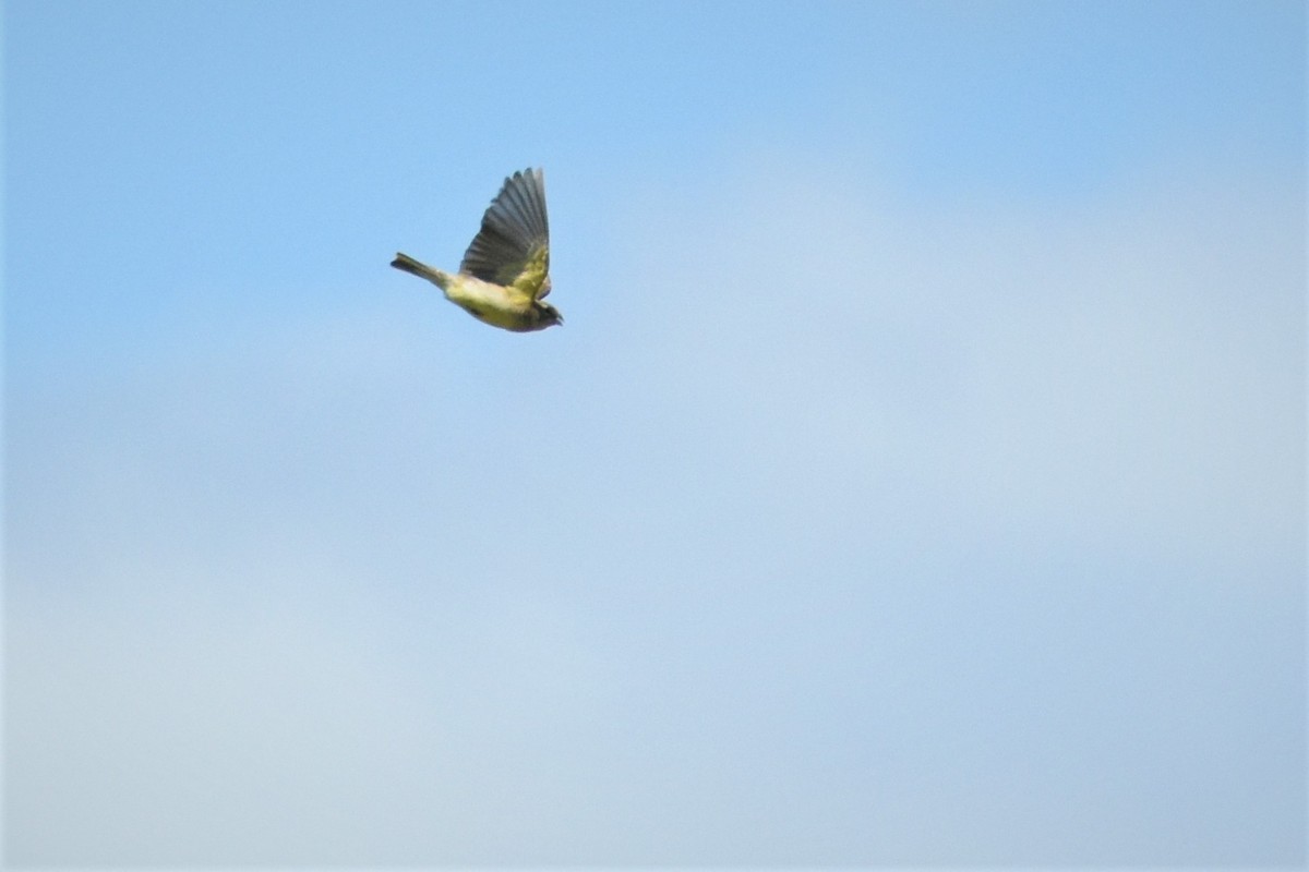 Grassland Yellow-Finch - ML189675831