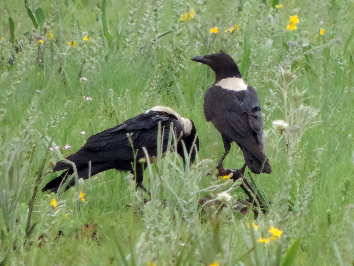 Pied Crow - ML189676381