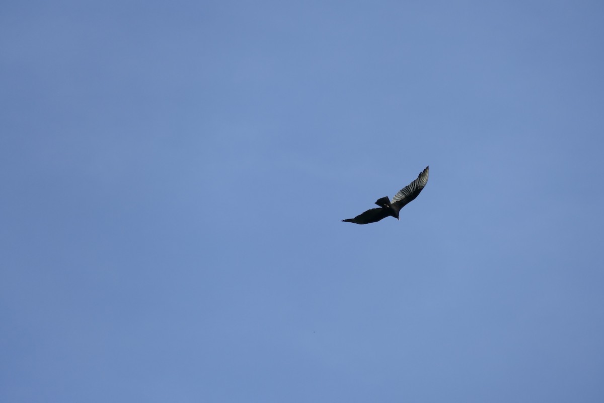 Turkey Vulture - ML189676481