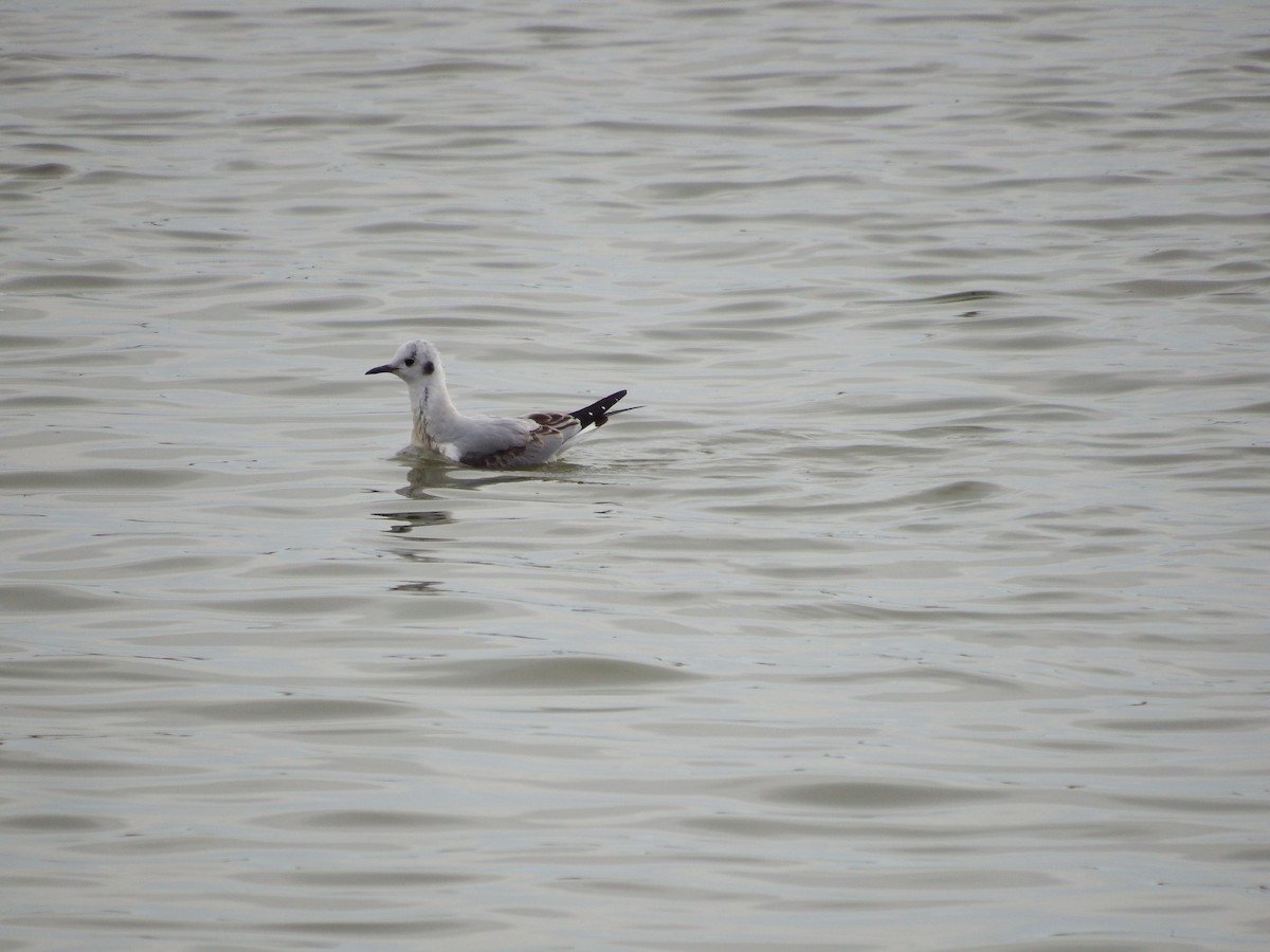 Bonaparte's Gull - ML189676821