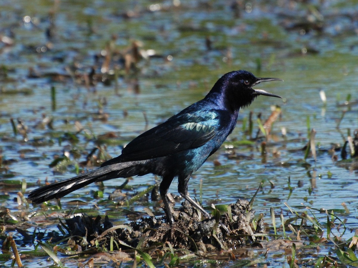 Boat-tailed Grackle - ML189677401