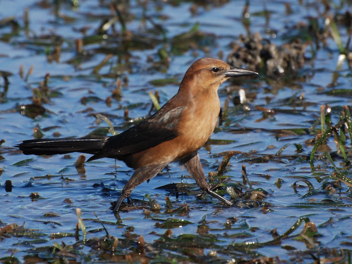 Boat-tailed Grackle - ML189677421