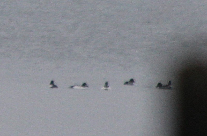 Common Goldeneye - ML189679851