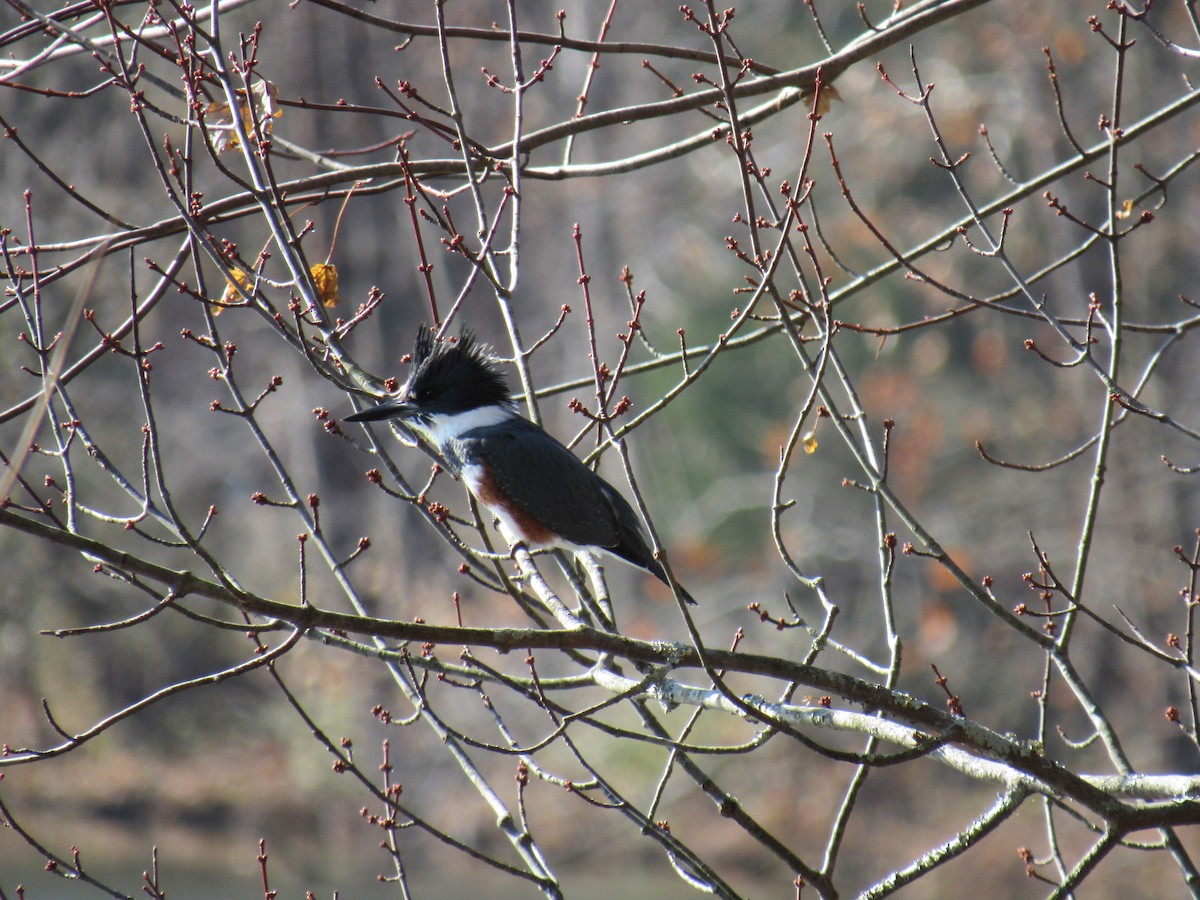 Belted Kingfisher - ML189679971