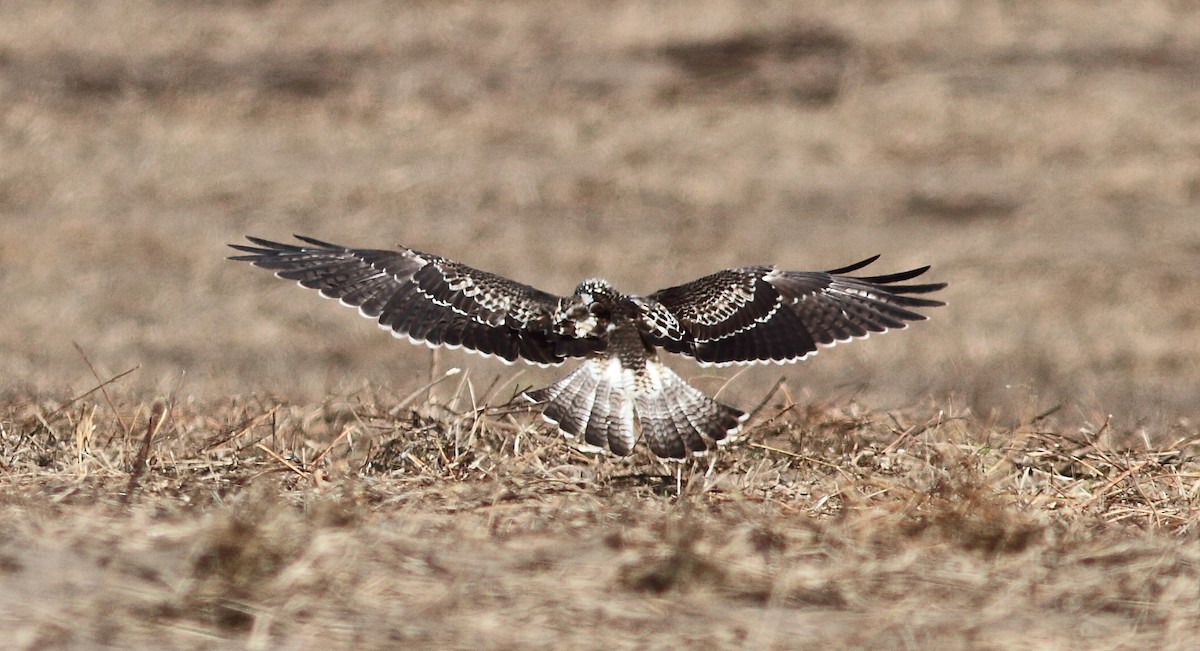 Swainson's Hawk - ML189681741