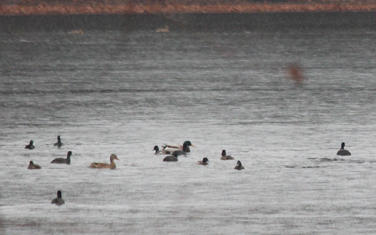 American Coot - ML189682221