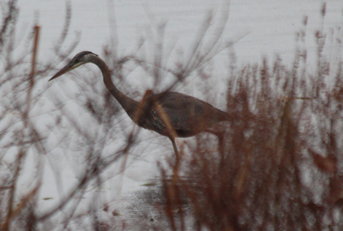 Great Blue Heron - ML189682421