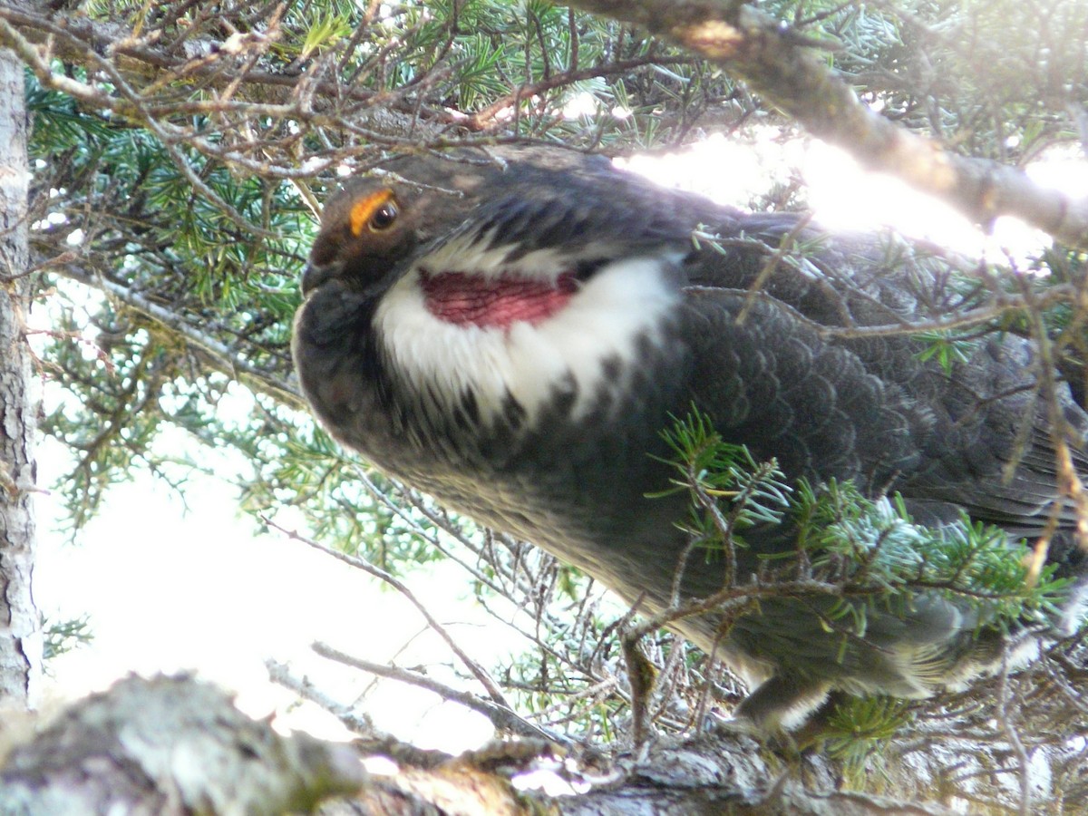 Sooty Grouse - ML189683451