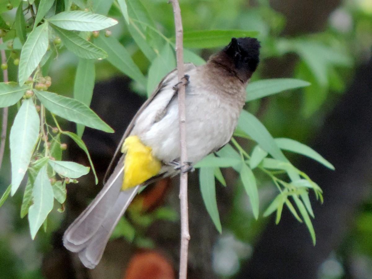 Bulbul des jardins - ML189683581