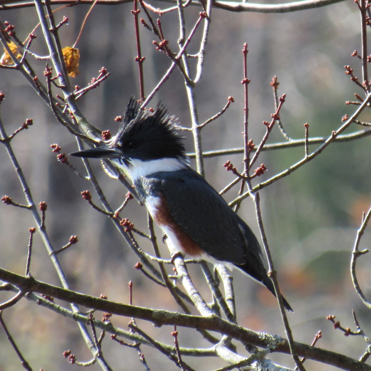 Belted Kingfisher - ML189684171