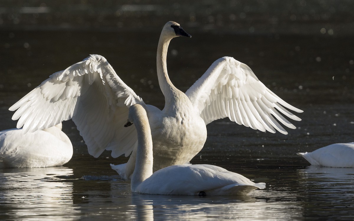 Trumpeter Swan - ML189684491