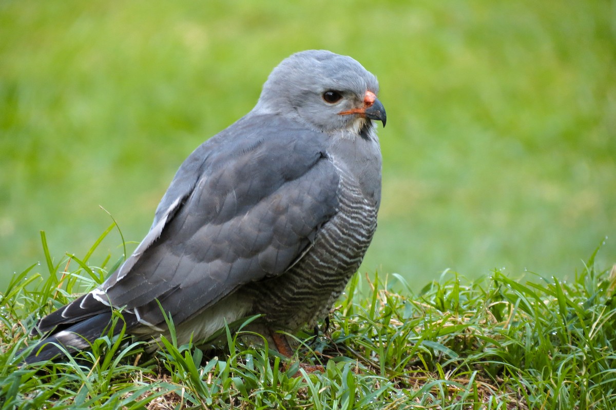 Lizard Buzzard - ML189684781