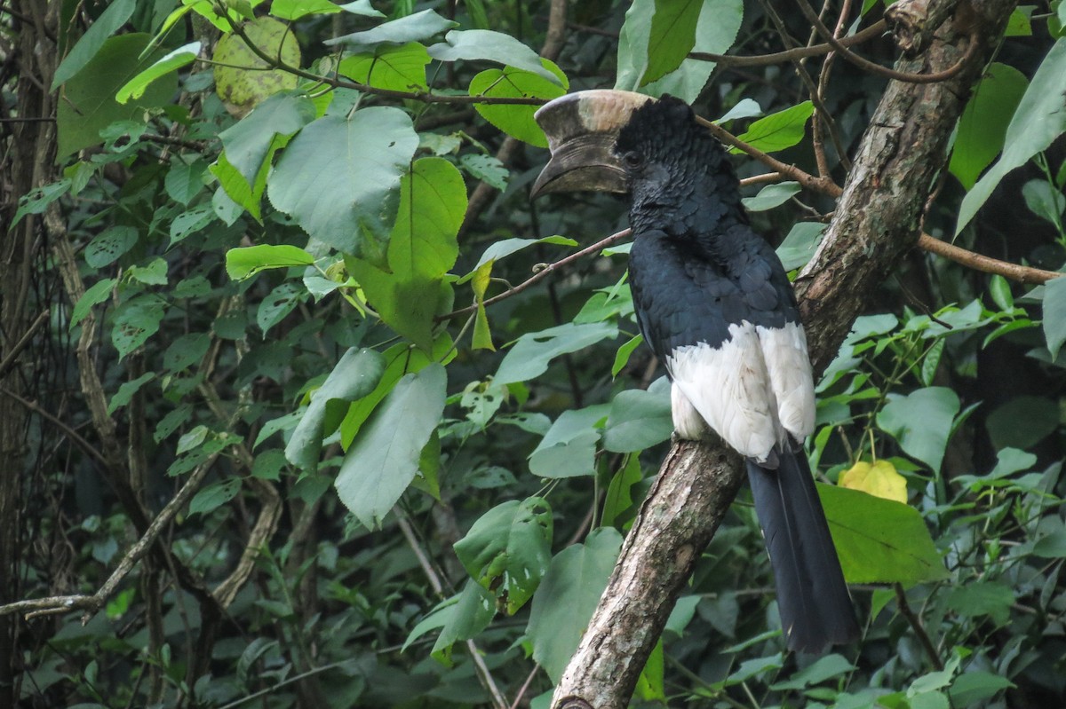 Black-and-white-casqued Hornbill - ML189684831