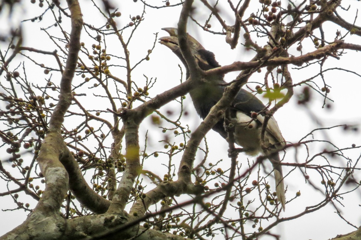 White-thighed Hornbill - ML189684911