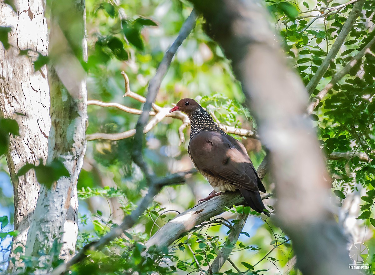 Scaled Pigeon - Rolando Tomas Pasos Pérez