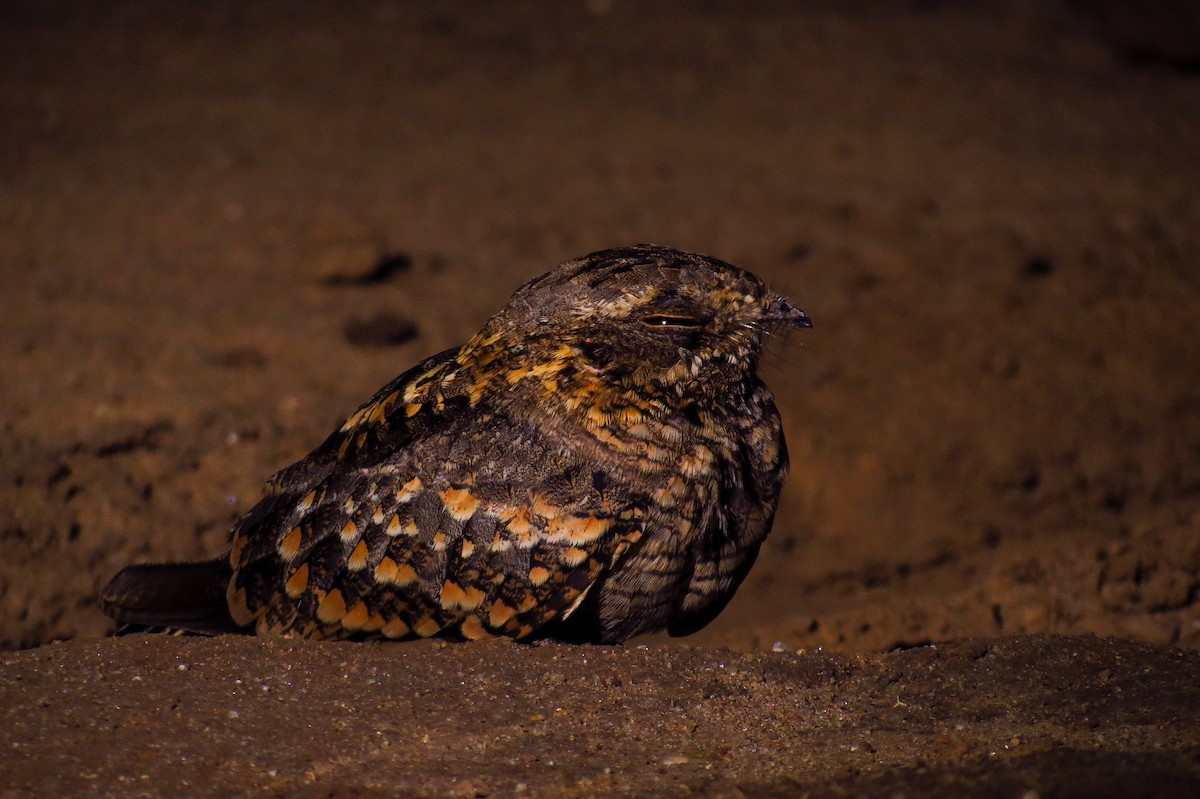 Swamp Nightjar - Rei Segali