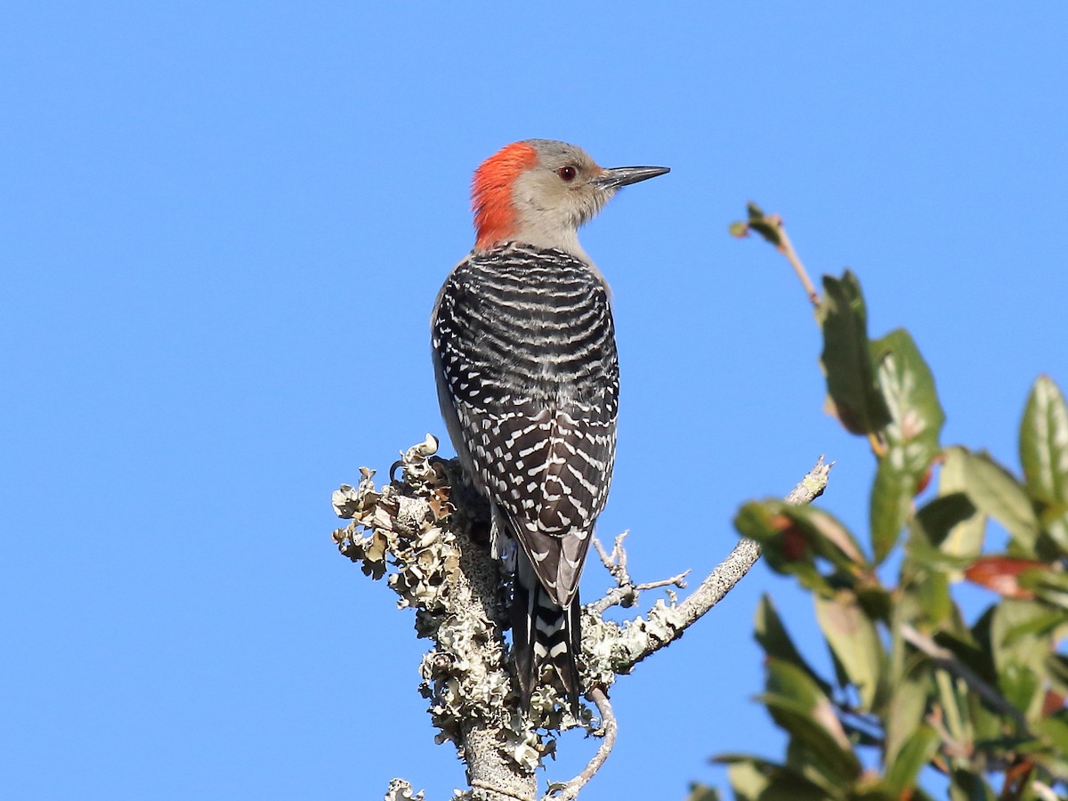 Red-bellied Woodpecker - Doug Beach