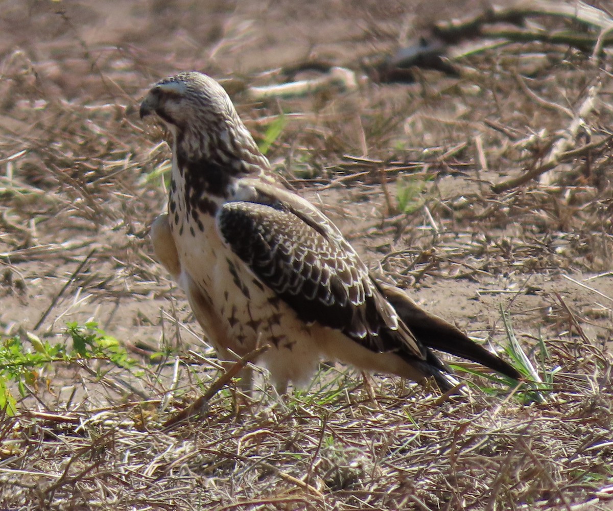 Swainson's Hawk - ML189692521