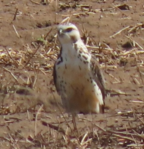 Swainson's Hawk - ML189692791