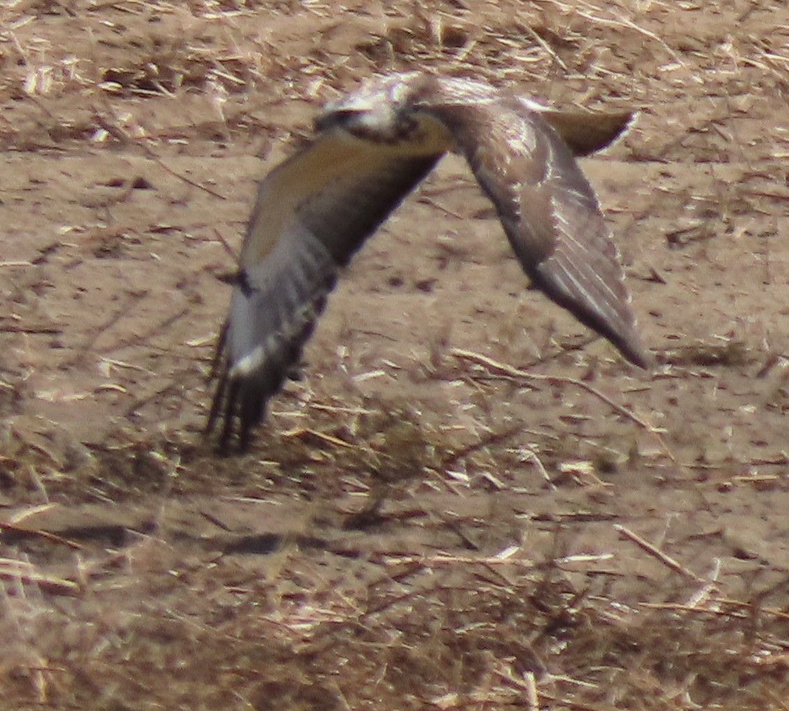 Swainson's Hawk - ML189692891