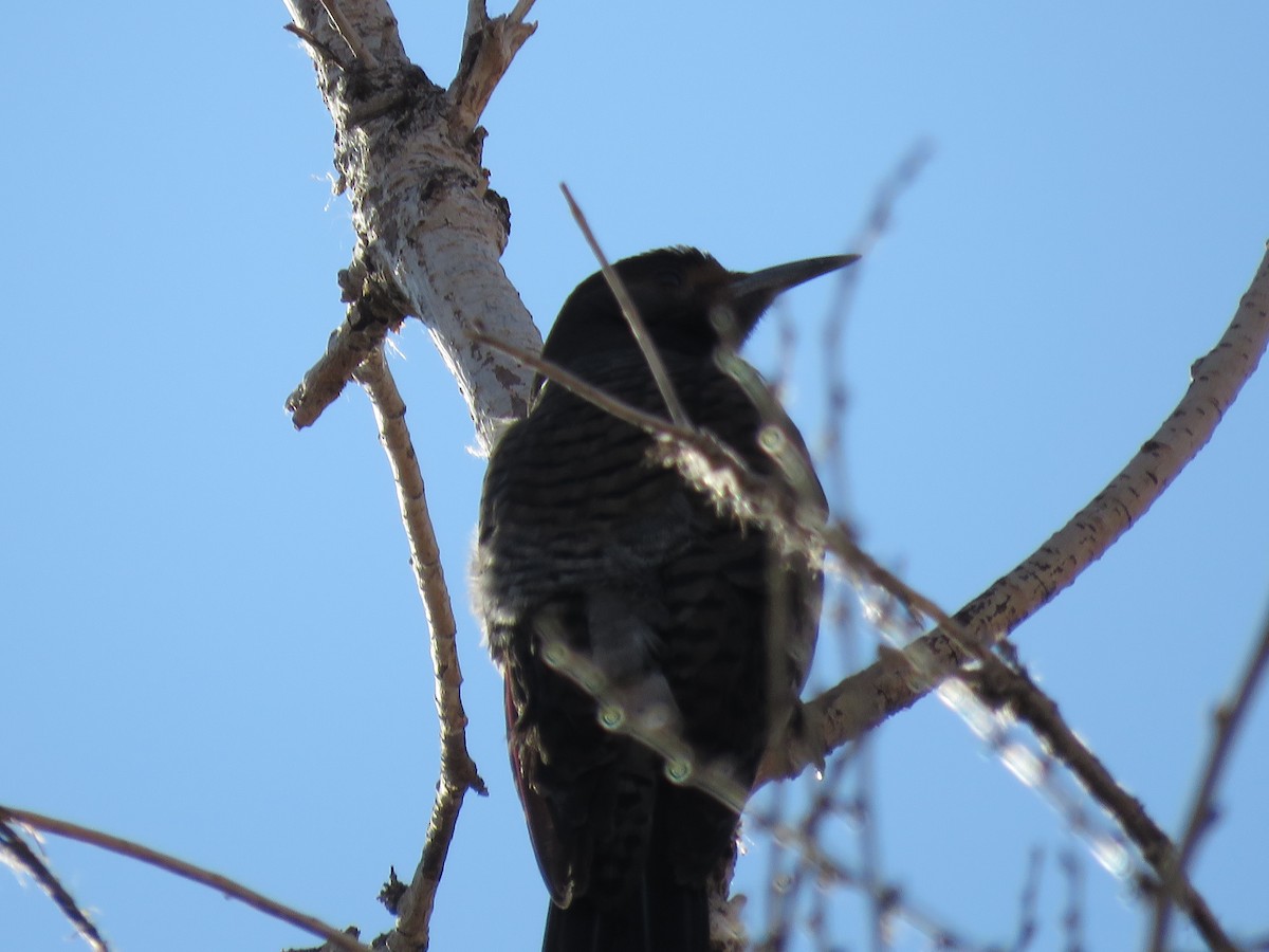 Northern Flicker (Red-shafted) - Bryant Olsen