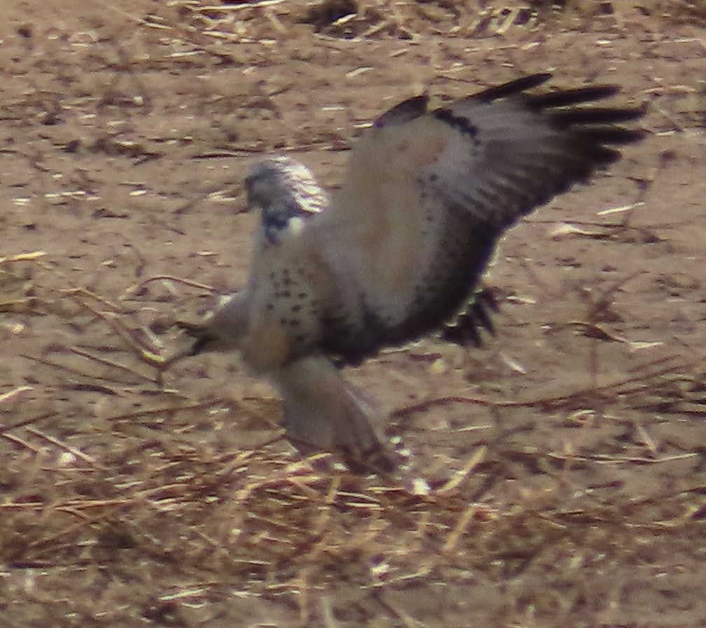 Swainson's Hawk - ML189692961