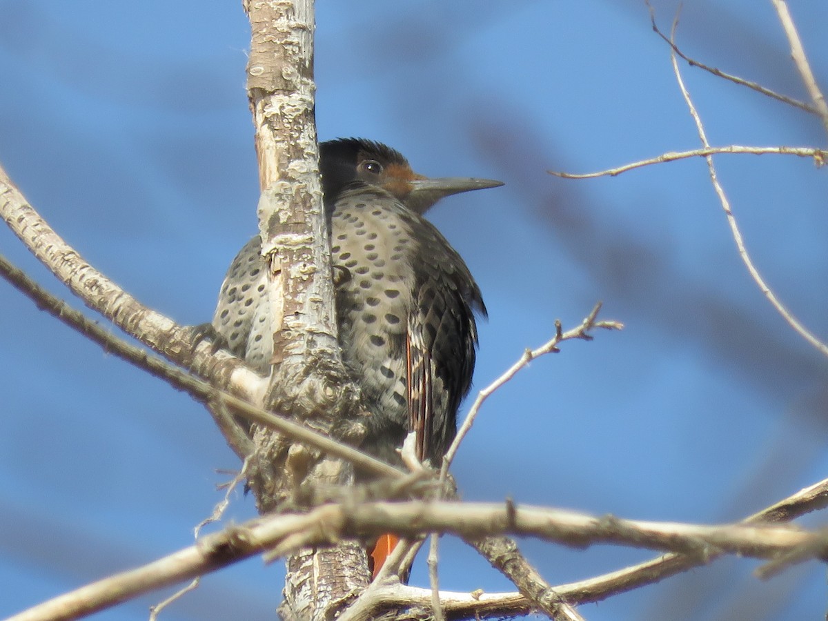 Northern Flicker (Red-shafted) - Bryant Olsen