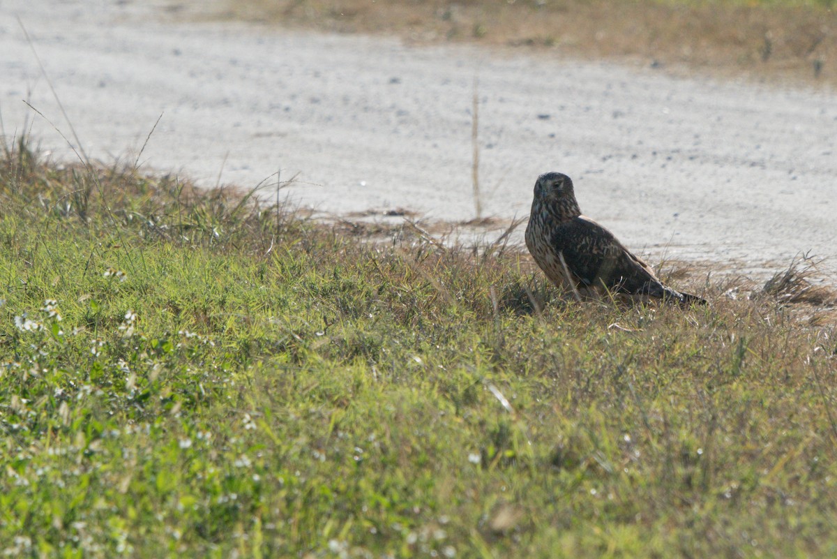 Northern Harrier - ML189694971