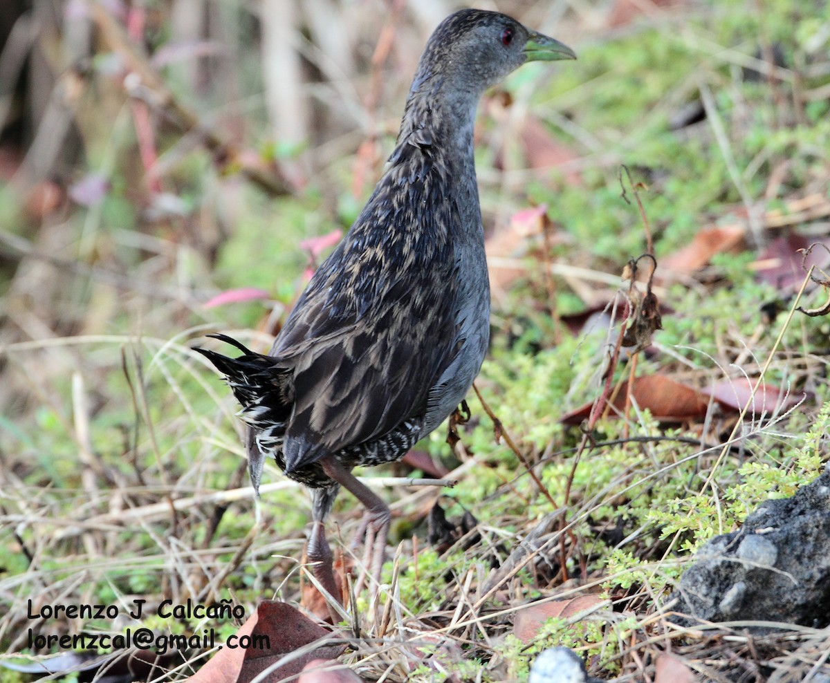 Ash-throated Crake - ML189695631