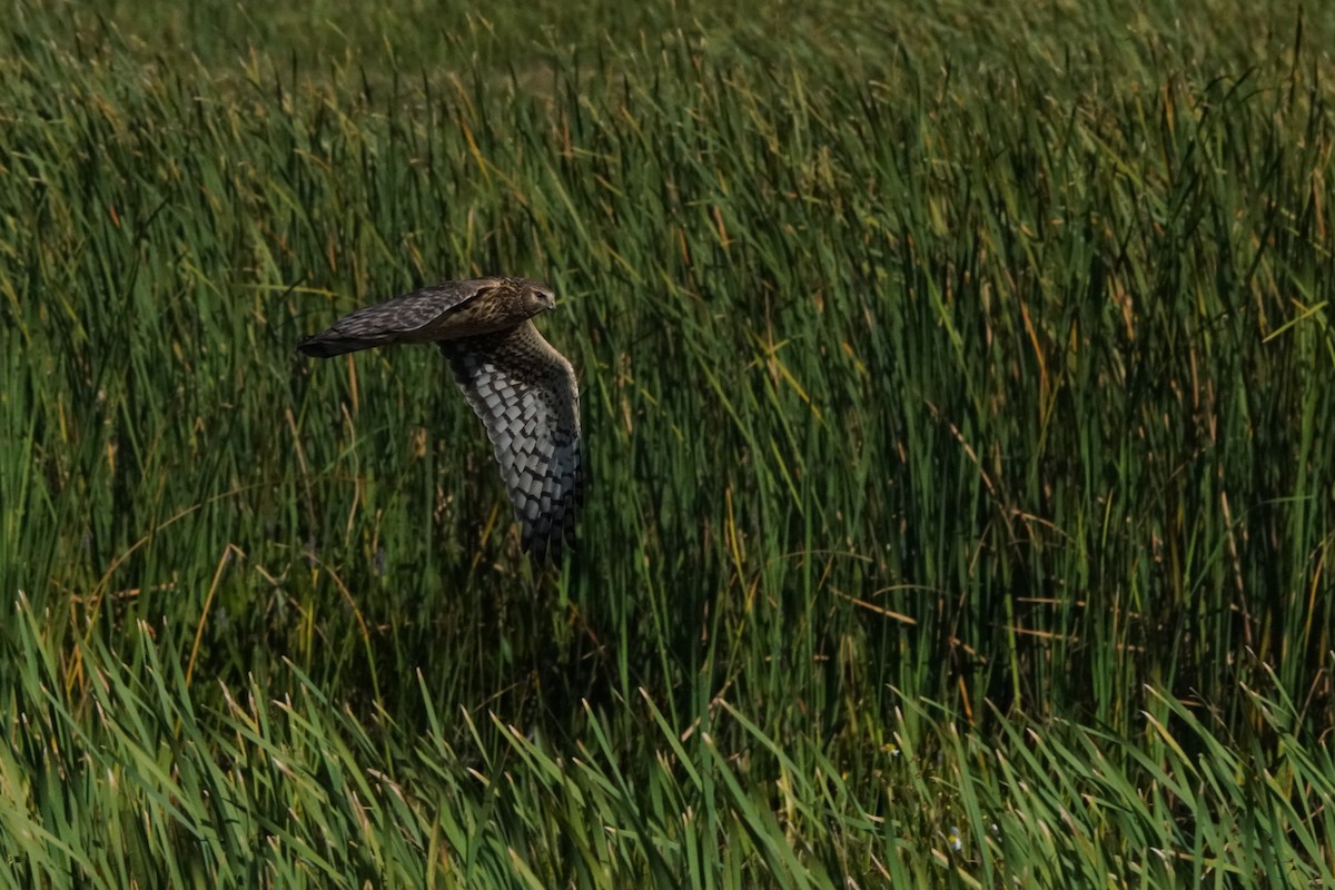 Northern Harrier - ML189695741