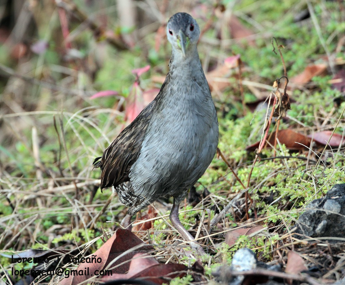 Ash-throated Crake - ML189695751