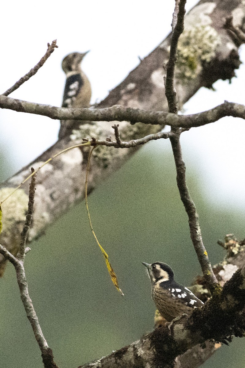Gray-capped Pygmy Woodpecker - ML189696301