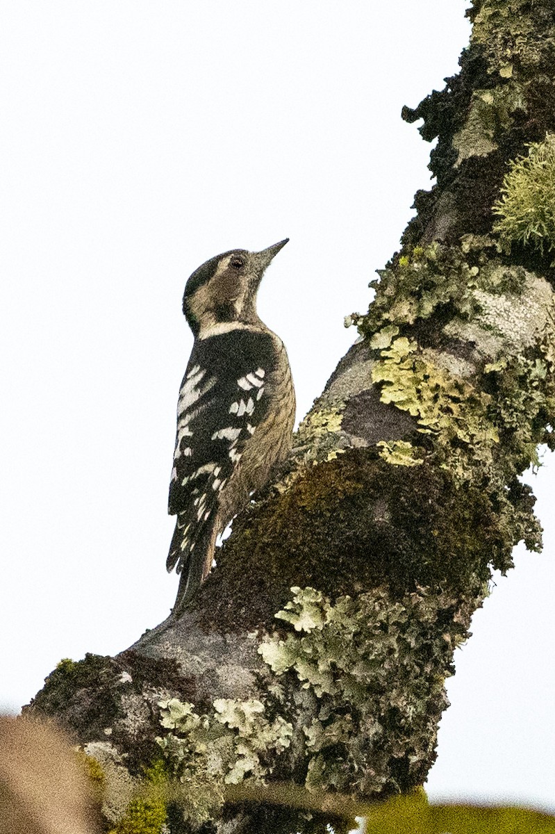 Gray-capped Pygmy Woodpecker - ML189697051