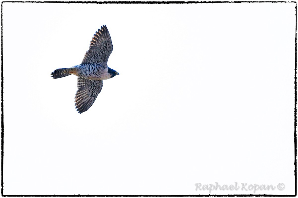 Peregrine Falcon - ML189697221