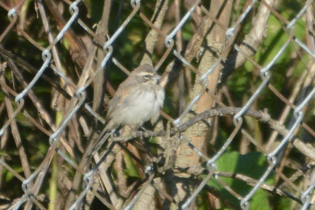 Black-throated Sparrow - ML189699161